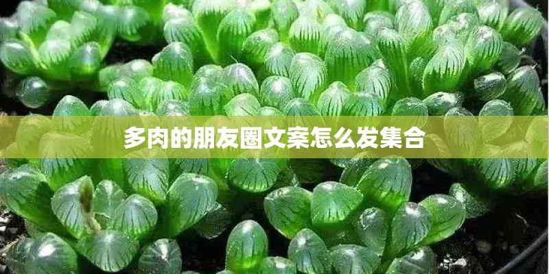 多肉的朋友圈文案怎么发集合 多肉的朋友圈文案怎么发集合