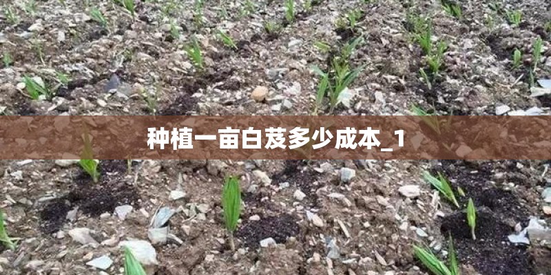 西红柿大棚栽培技术要点有哪些？