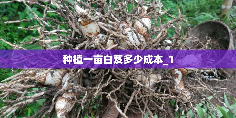 种植一亩白芨多少成本_1 种植一亩白芨多少成本_1