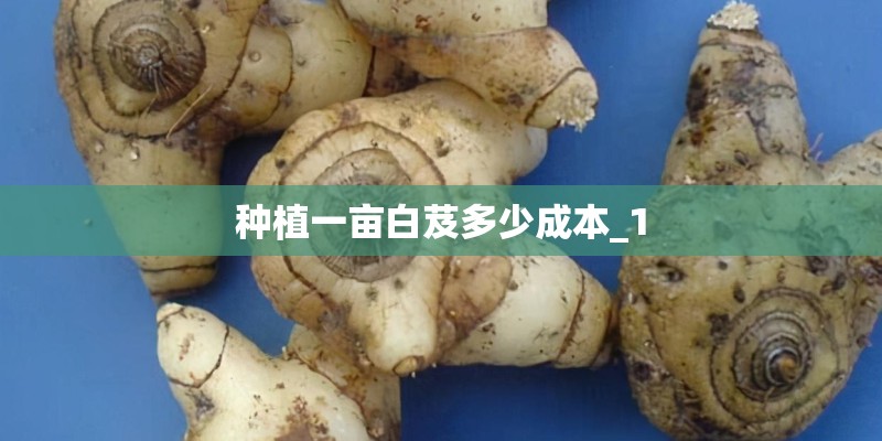 种植一亩白芨多少成本_1 种植一亩白芨多少成本_1