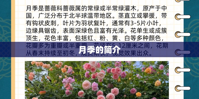 月季的简介