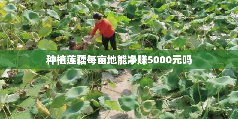 种植莲藕每亩地能净赚5000元吗 种植莲藕每亩地能净赚5000元吗