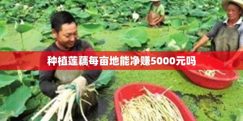 种植莲藕每亩地能净赚5000元吗 种植莲藕每亩地能净赚5000元吗