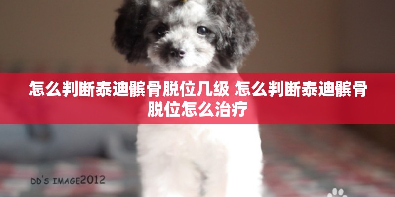 怎么判断泰迪髌骨脱位几级 怎么判断泰迪髌骨脱位怎么治疗 怎么判断泰迪髌骨脱位几级 怎么判断泰迪髌骨脱位怎么治疗