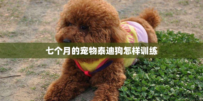 七个月的宠物泰迪狗怎样训练 七个月的宠物泰迪狗怎样训练