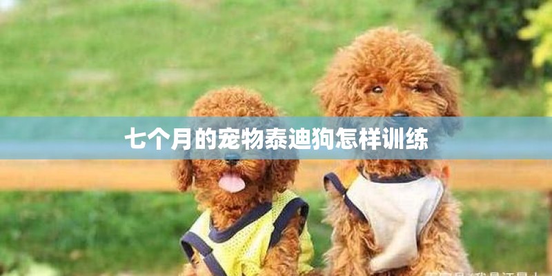 七个月的宠物泰迪狗怎样训练 七个月的宠物泰迪狗怎样训练