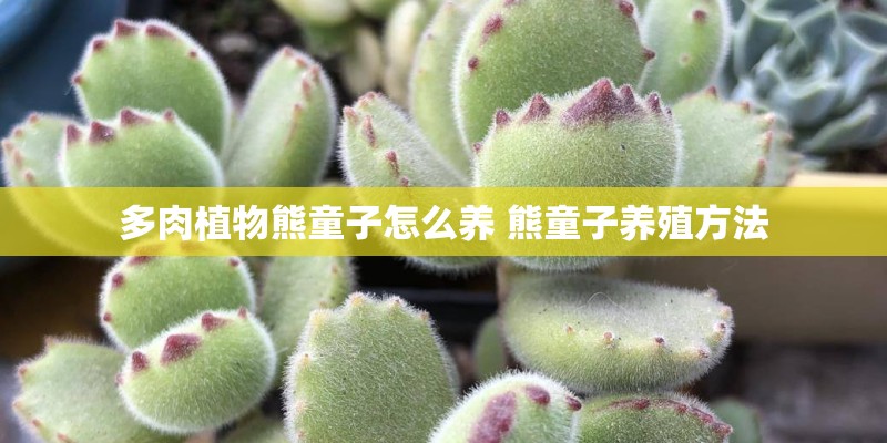 多肉植物熊童子怎么养 熊童子养殖方法