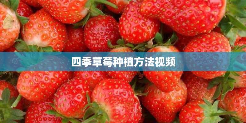 四季草莓种植方法视频 四季草莓种植方法视频