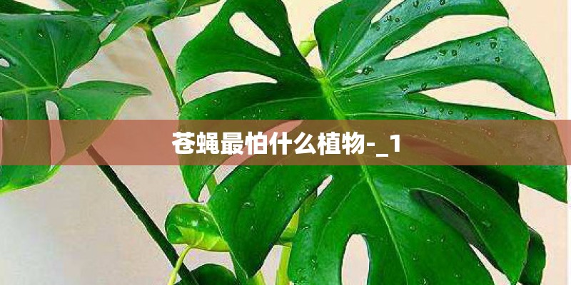 苍蝇最怕什么植物-_1 苍蝇最怕什么植物-_1