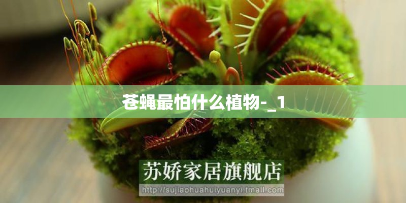 苍蝇最怕什么植物-_1 苍蝇最怕什么植物-_1