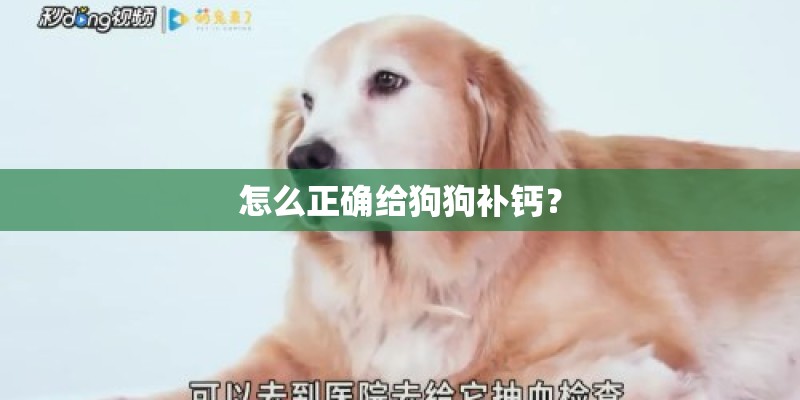 怎么正确给狗狗补钙? 怎么正确给狗狗补钙?