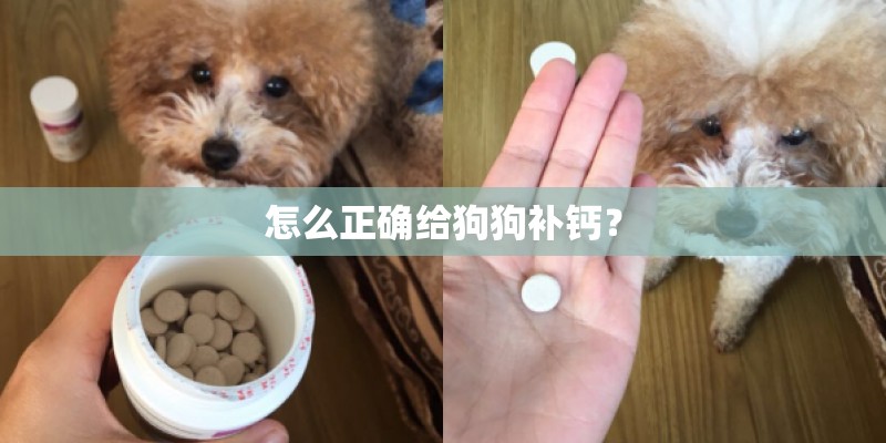 怎么正确给狗狗补钙? 怎么正确给狗狗补钙?