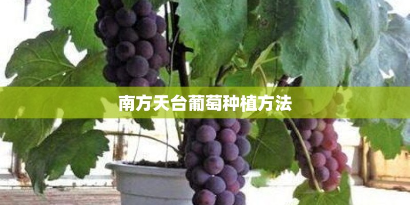南方天台葡萄种植方法