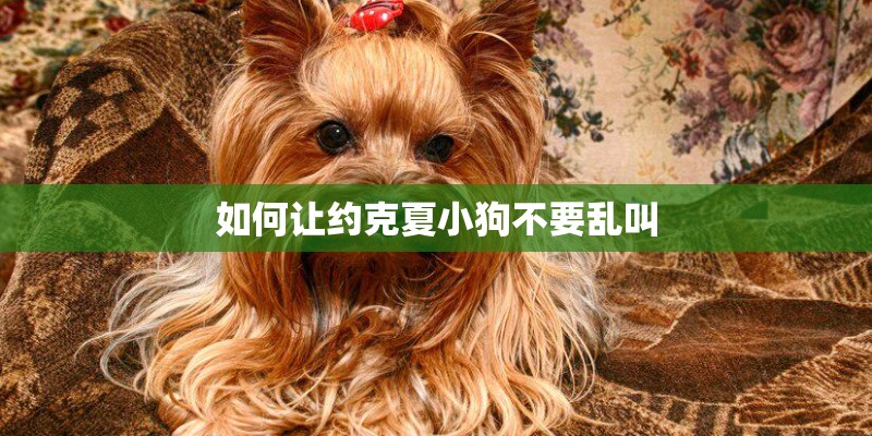 如何让约克夏小狗不要乱叫 如何让约克夏小狗不要乱叫
