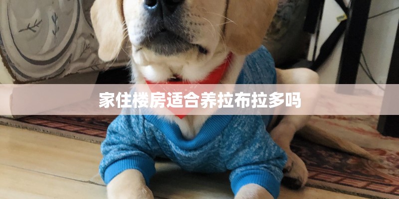 家住楼房适合养拉布拉多吗 家住楼房适合养拉布拉多吗
