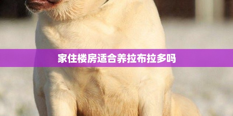 家住楼房适合养拉布拉多吗 家住楼房适合养拉布拉多吗