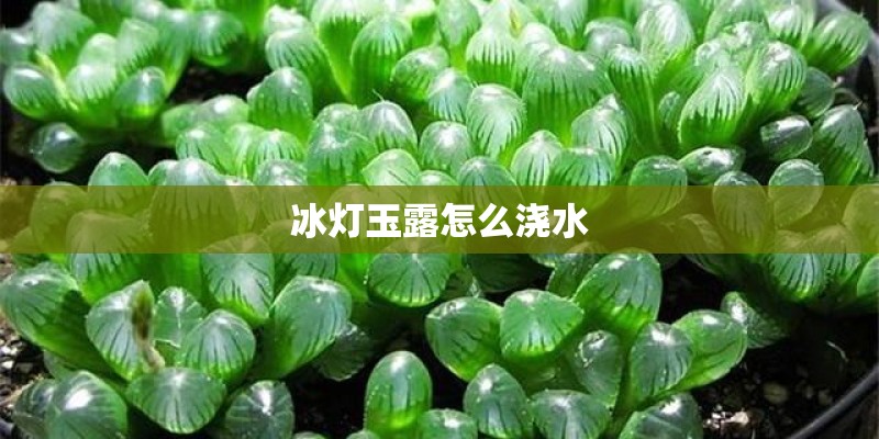 冰灯玉露怎么浇水