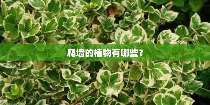 爬墙的植物有哪些? 爬墙的植物有哪些?