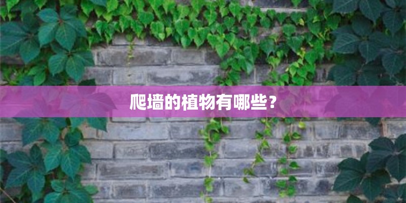 爬墙的植物有哪些? 爬墙的植物有哪些?
