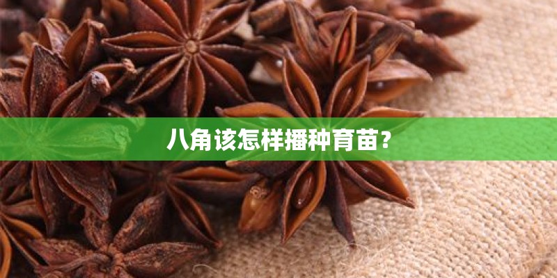 八角该怎样播种育苗? 八角该怎样播种育苗?