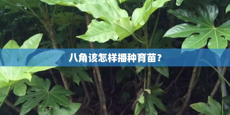 八角该怎样播种育苗? 八角该怎样播种育苗?