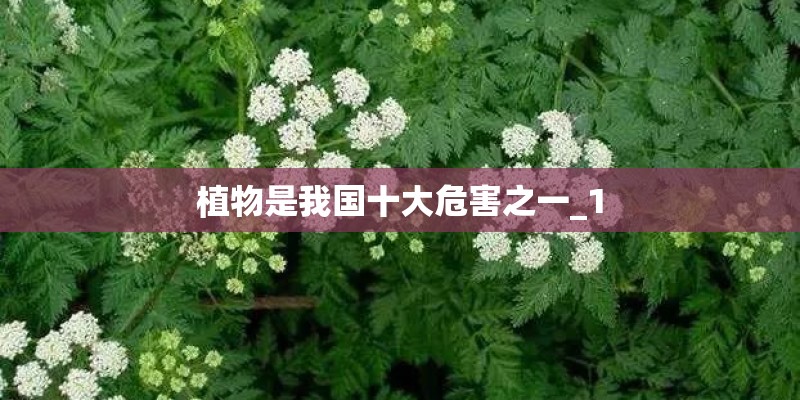 植物是我国十大危害之一_1 植物是我国十大危害之一_1