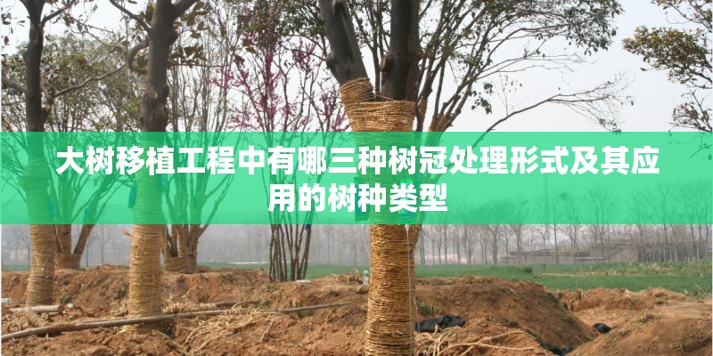 大树移植工程中有哪三种树冠处理形式及其应用的树种类型 大树移植工程中有哪三种树冠处理形式及其应用的树种类型