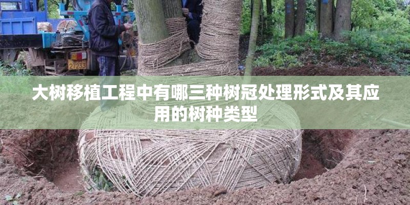 大树移植工程中有哪三种树冠处理形式及其应用的树种类型 大树移植工程中有哪三种树冠处理形式及其应用的树种类型