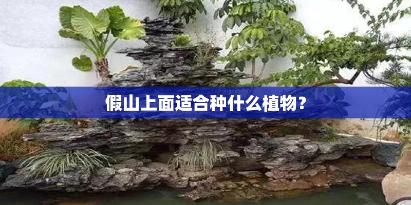 假山上面适合种什么植物? 假山上面适合种什么植物?