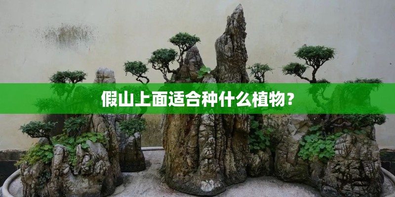 假山上面适合种什么植物? 假山上面适合种什么植物?