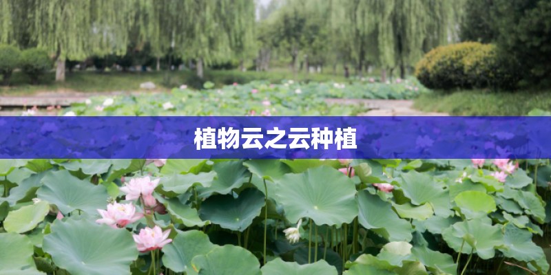 植物云之云种植 植物云之云种植