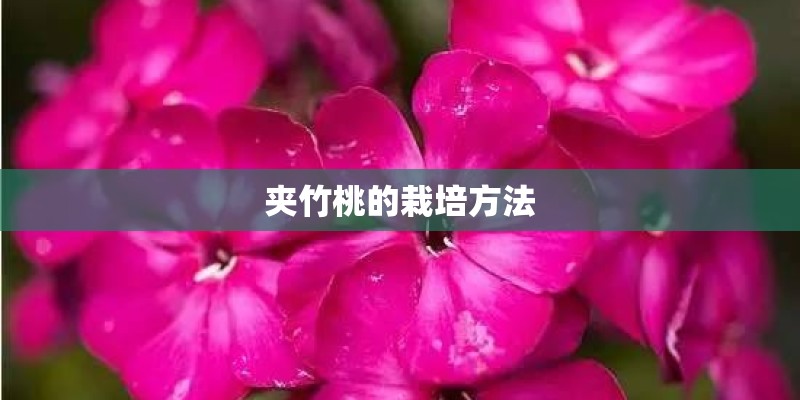 夹竹桃的栽培方法 夹竹桃的栽培方法