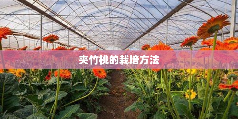夹竹桃的栽培方法 夹竹桃的栽培方法