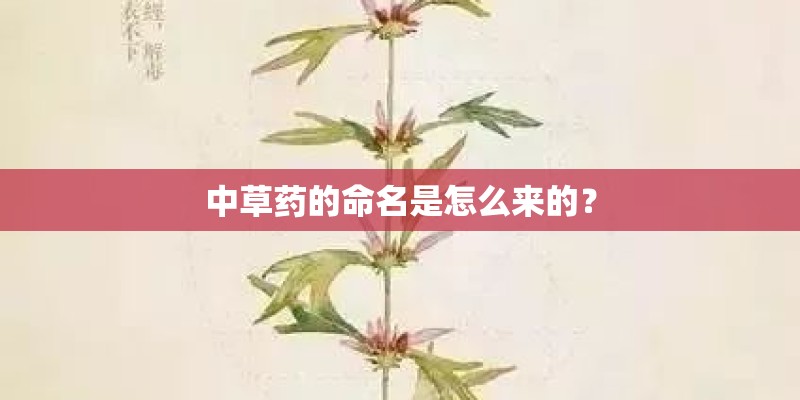 中草药的命名是怎么来的? 中草药的命名是怎么来的?