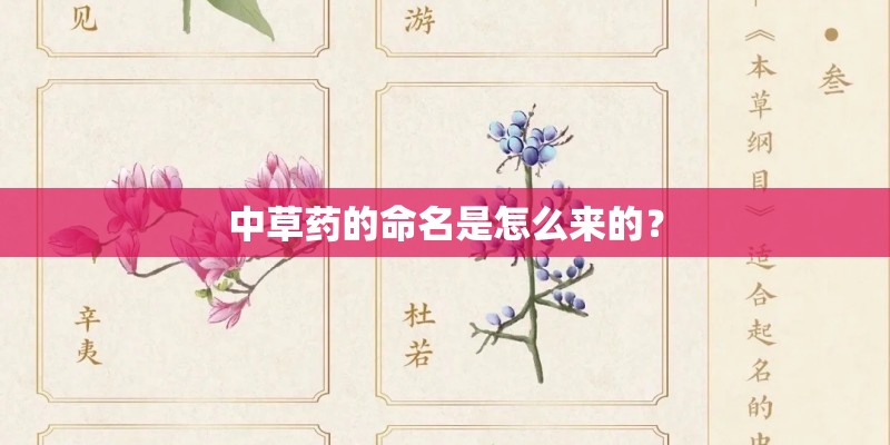 中草药的命名是怎么来的? 中草药的命名是怎么来的?