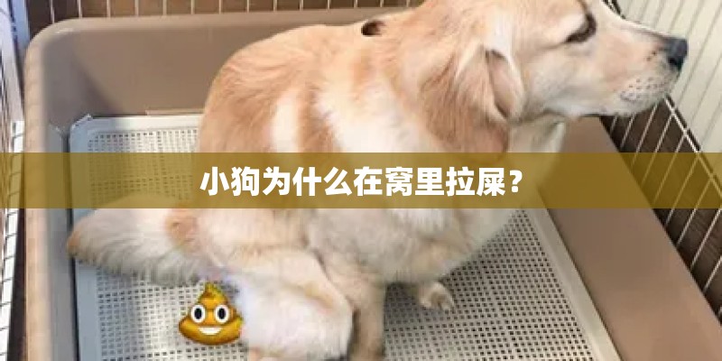 小狗为什么在窝里拉屎? 小狗为什么在窝里拉屎?