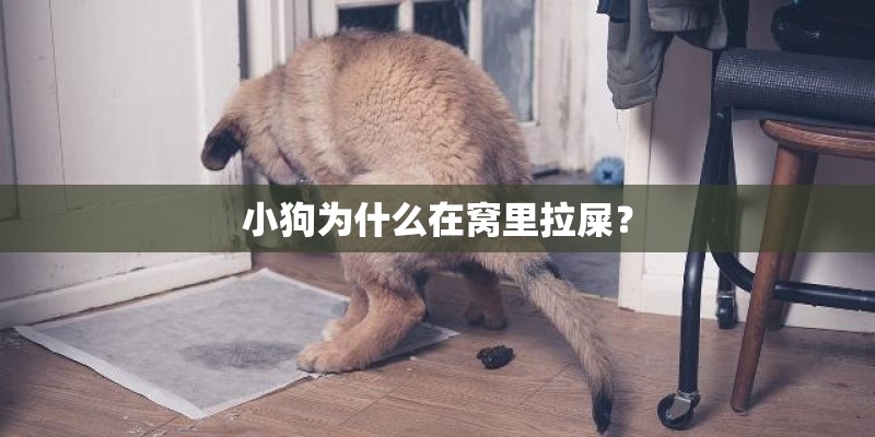 小狗为什么在窝里拉屎? 小狗为什么在窝里拉屎?