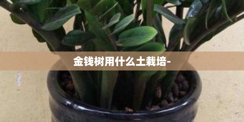 金钱树用什么土栽培-