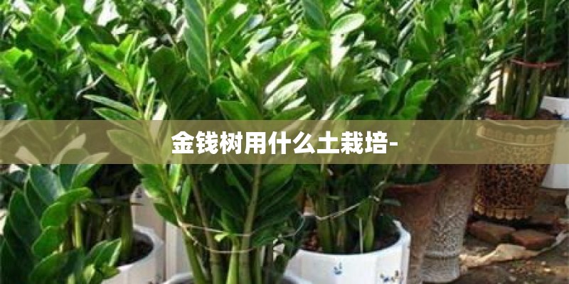 金钱树用什么土栽培- 金钱树用什么土栽培-