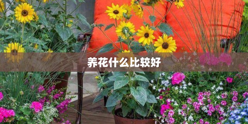 养花什么比较好
