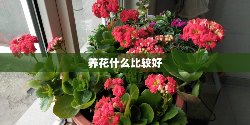 养花什么比较好