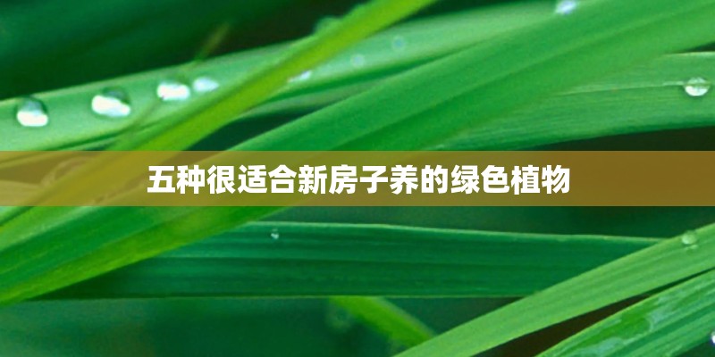 五种很适合新房子养的绿色植物