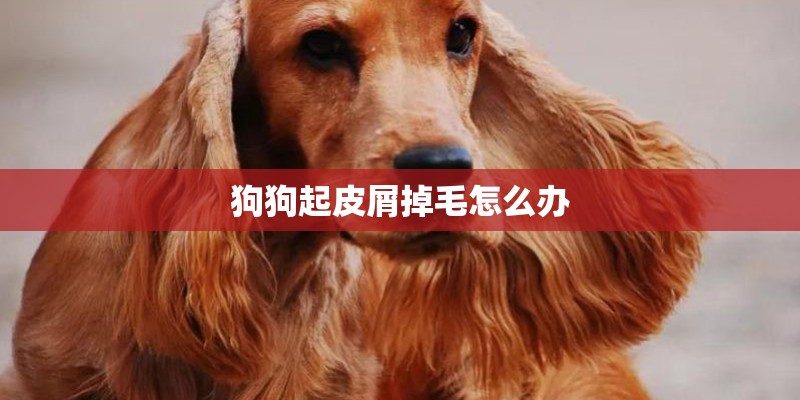 狗狗起皮屑掉毛怎么办
