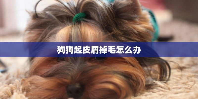 狗狗起皮屑掉毛怎么办