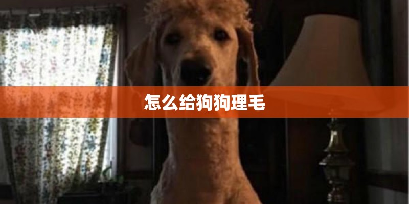 怎么给狗狗理毛