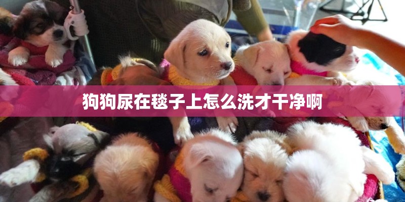 狗狗尿在毯子上怎么洗才干净啊