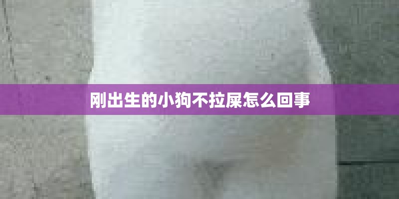 刚出生的小狗不拉屎怎么回事