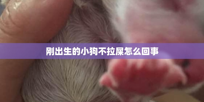 刚出生的小狗不拉屎怎么回事