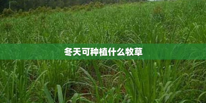 冬天可种植什么牧草