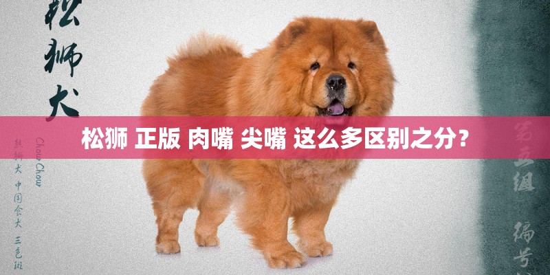 松狮 正版 肉嘴 尖嘴 这么多区别之分？